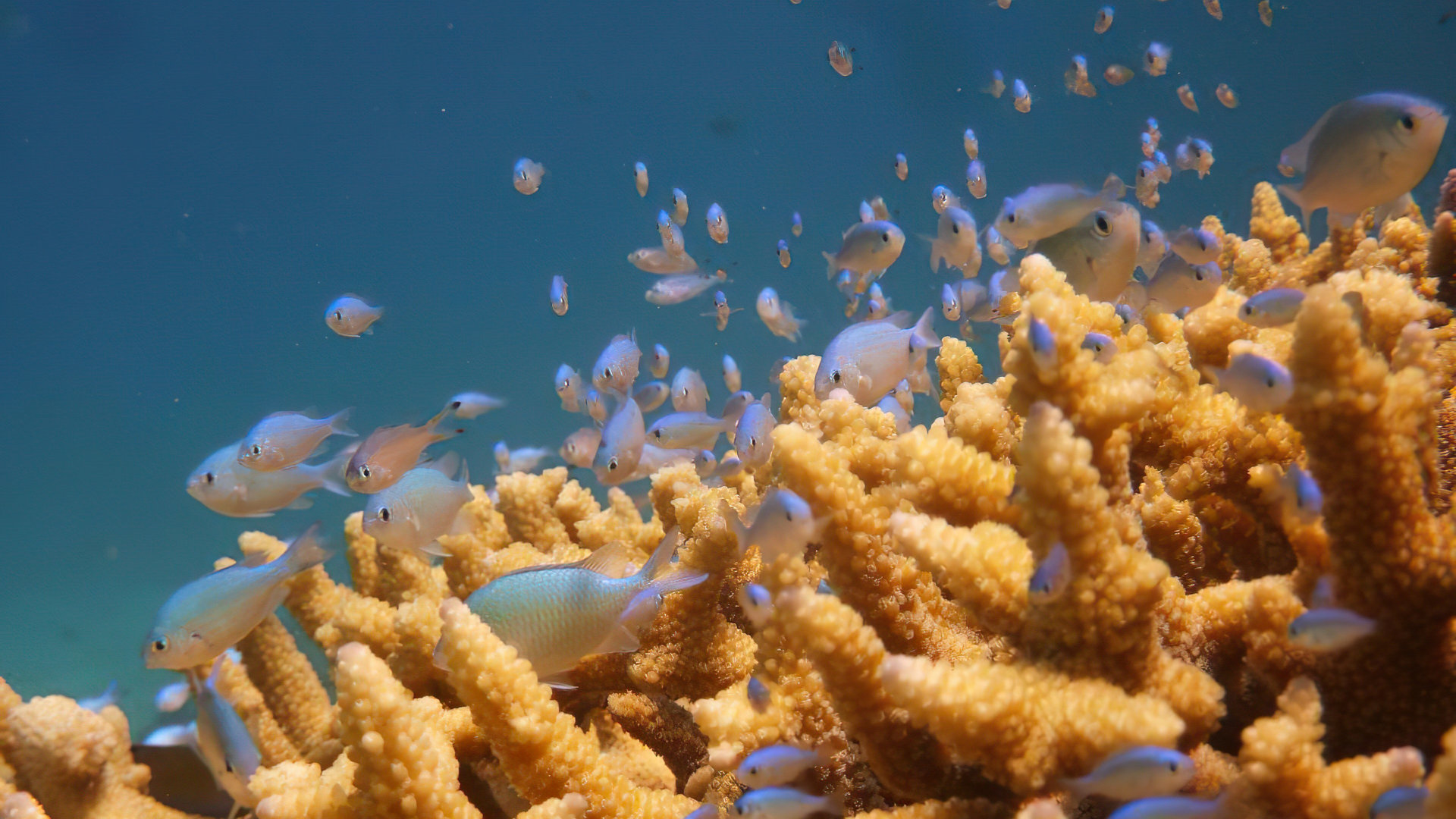 Corals in Madagascar