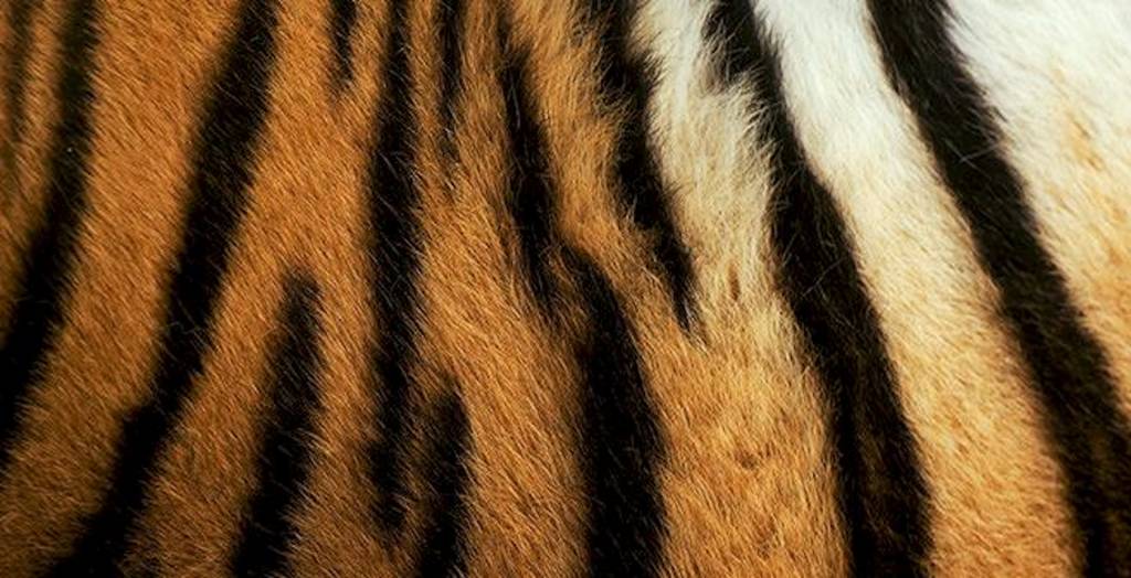 Traffic International (IUCN)