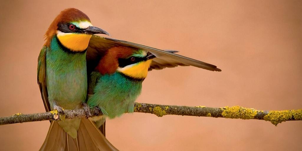 BirdLife International, Cambridge, UK