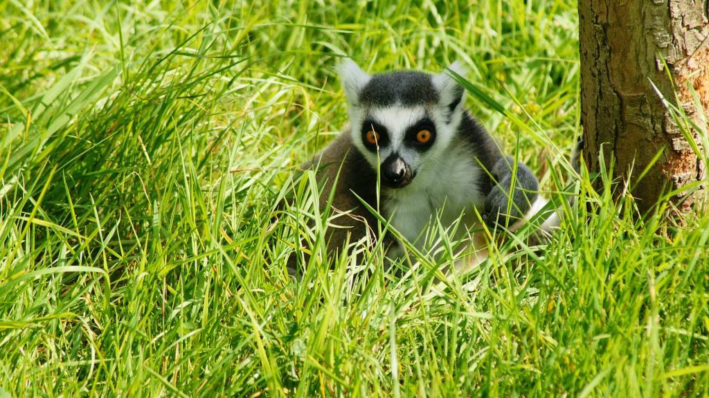 Wildlife Conservation Society (WCS)