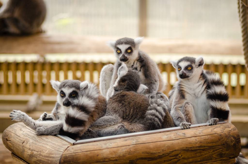 Madagascar National Parks (MNP)