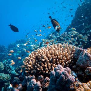 Marine and Coastal Resources Management