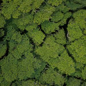 Biodiversity Offset Design & No Net Loss / Net Gain Planning