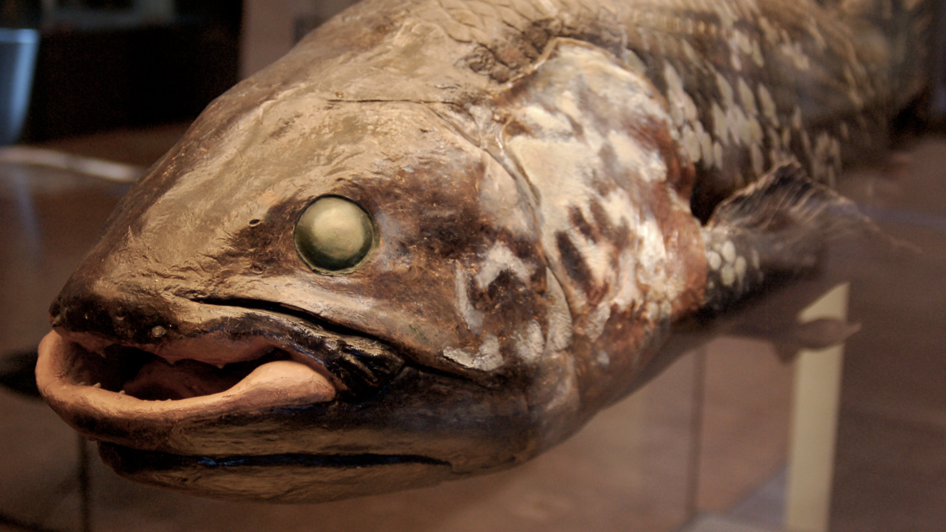 Coelacanth
