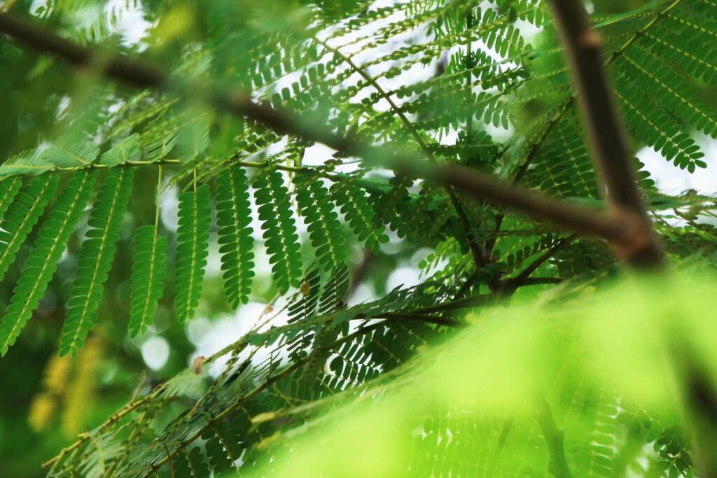 Protected Areas and Biodiversity Protected Areas and Biodiversity