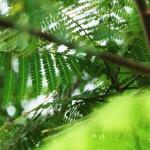 Protected Areas and Biodiversity