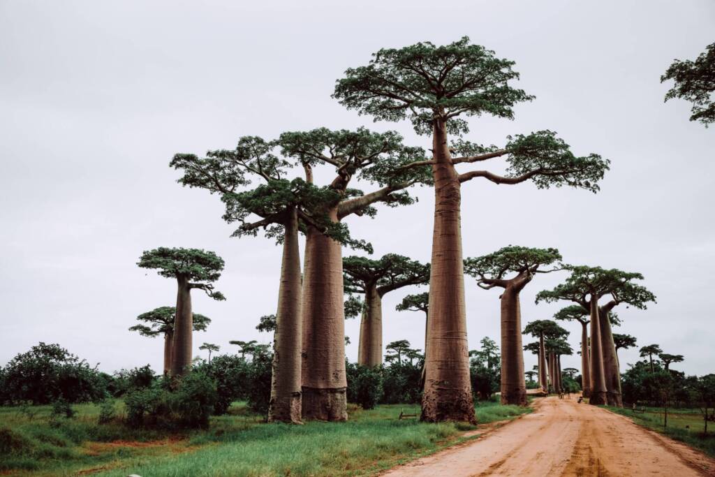 National Environment Office, Madagascar